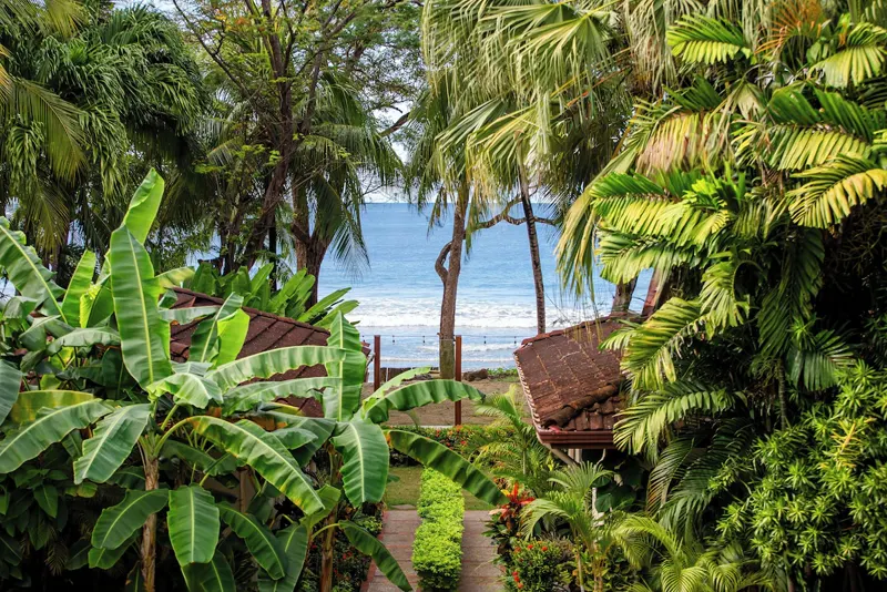 Tamarindo Beach seen through the palms
